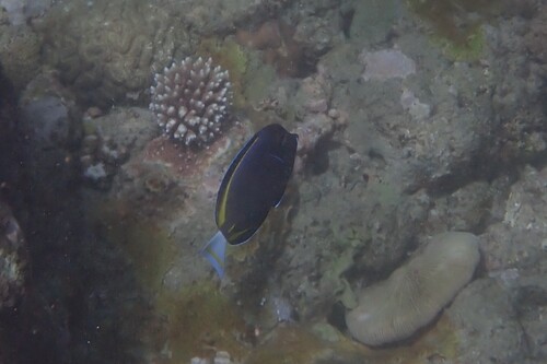 Acanthurus nigricans observed 2026-10-21