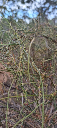 Cassytha pubescens observed 2026-10-21