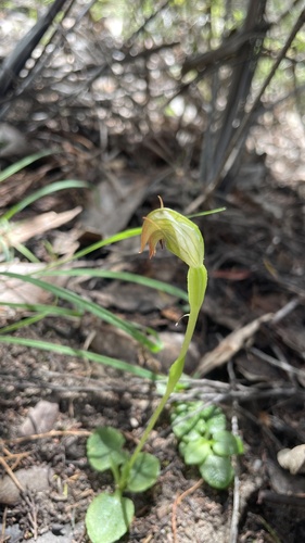Pterostylis nutans observed 2026-10-20