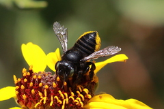 Megachiloides