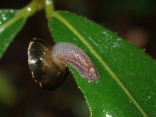 Microcystis observed 2026-10-20