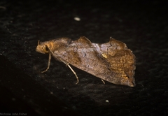 Plusiodonta arctipennis