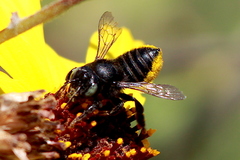 Megachiloides