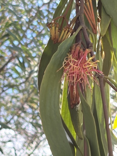 Amyema pendula observed 2026-10-21