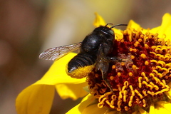Megachiloides