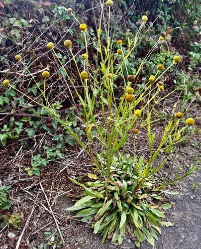 Helenium puberulum, 2026-10-20