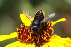 Megachiloides