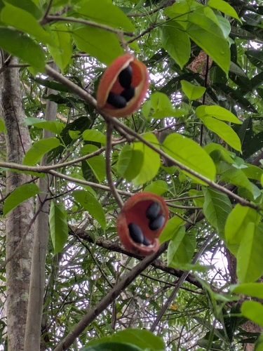 Sterculia observed 2026-10-21