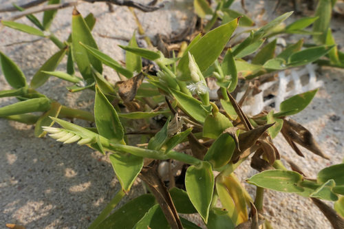 Thuarea involuta observed 2026-09-04