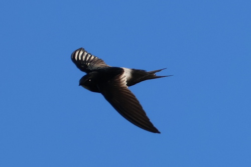 iNaturalist image