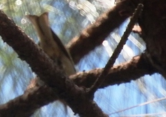 Vireolanius melitophrys