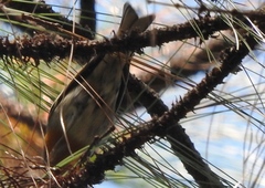 Vireolanius melitophrys