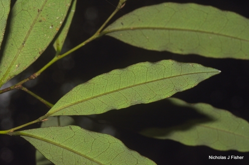 Diospyros pentamera observed 2026-10-16