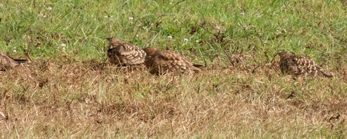 Pterocles exustus, 2026-10-18