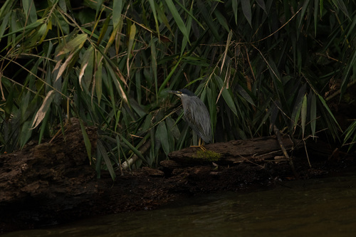 iNaturalist image