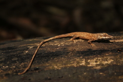 Anolis ustus