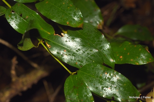 Ripogonum album observed 2026-10-16