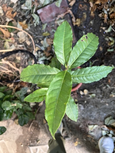 Camellia sinensis observed 2026-10-21