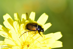 Chasmatopterus