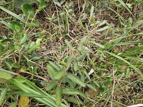Helicteres angustifolia observed 2026-10-21