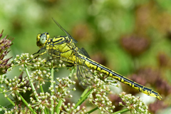 Gomphus simillimus