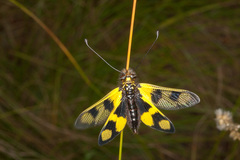 Libelloides macaronius