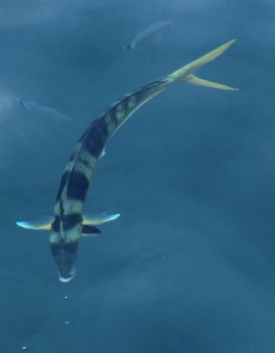 Coryphaena hippurus observed 2026-10-21