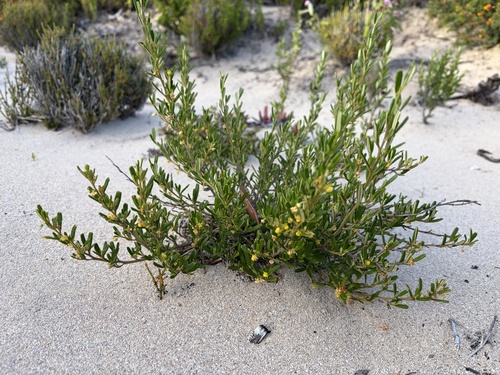 Beyeria leschenaultii observed 2026-10-21