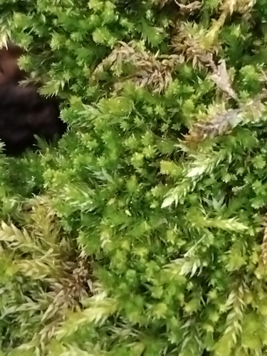 Platygyrium repens observed 2026-10-21