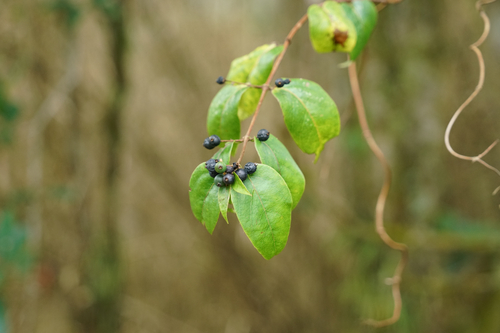 Lonicera acuminata observed 2026-10-17