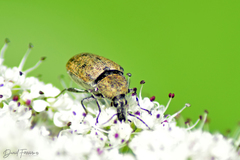 Mycterus curculioides