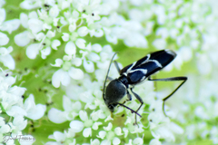 Chlorophorus sartor