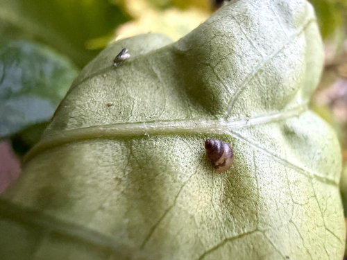 Lamellidea observed 2026-10-21