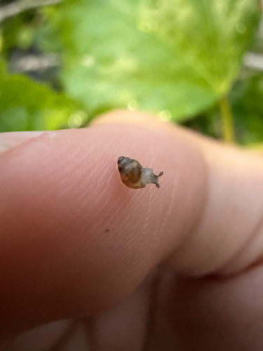 Lamellidea observed 2026-10-21