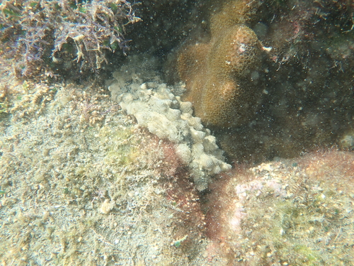 Stichopus horrens observed 2026-10-18