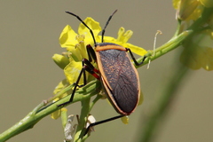 Largus cinctus