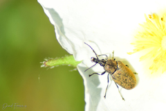 Mycterus curculioides