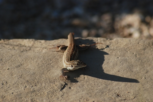 Chihuahuan Spotted Whiptail