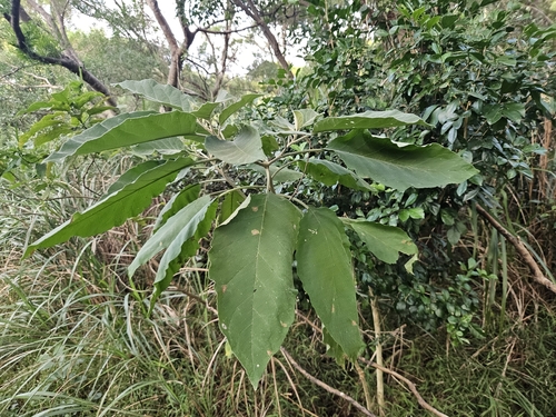 Solanum erianthum observed 2026-10-21