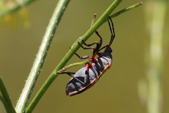 Largus cinctus