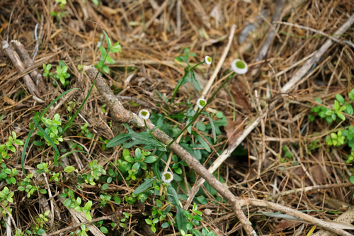 Myriactis humilis observed 2026-10-17