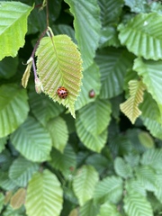 Harmonia axyridis