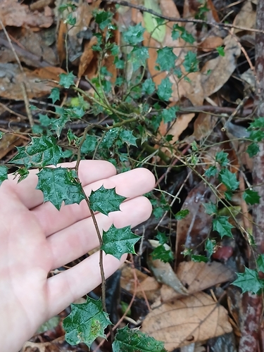 Aphananthe philippinensis observed 2026-10-21
