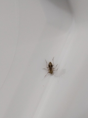 Mesopsocus