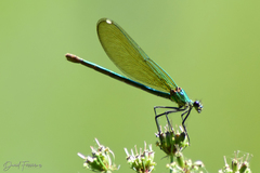 Calopteryx xanthostoma