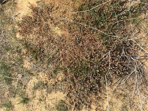 Euphorbia glyptosperma observed 2026-10-16