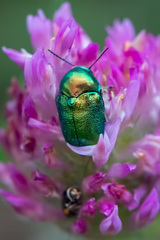 Cryptocephalus sericeus