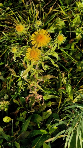 Pentanema britannicum observed 2026-10-21