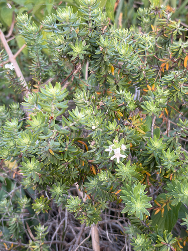 Westringia fruticosa observed 2026-10-21