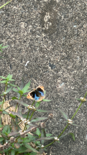 Junonia orithya